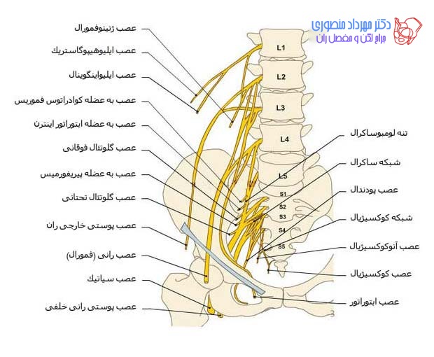 شبکه های عصبی کمری (لومبار) و ساکرال