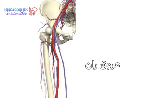 آناتومی عروق ران