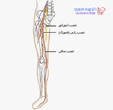 آناتومی عصب صافن و فمورال