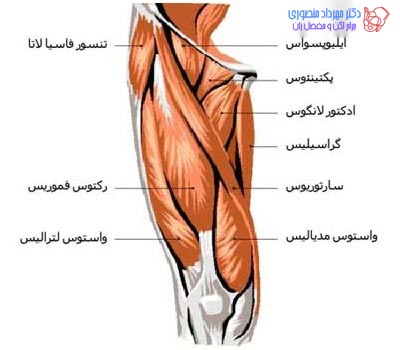 عضلات اددکتور ران