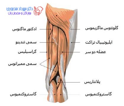 آناتومی عضلات خلف ران
