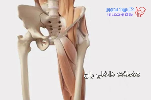 آناتومی عضلات داخلی ران