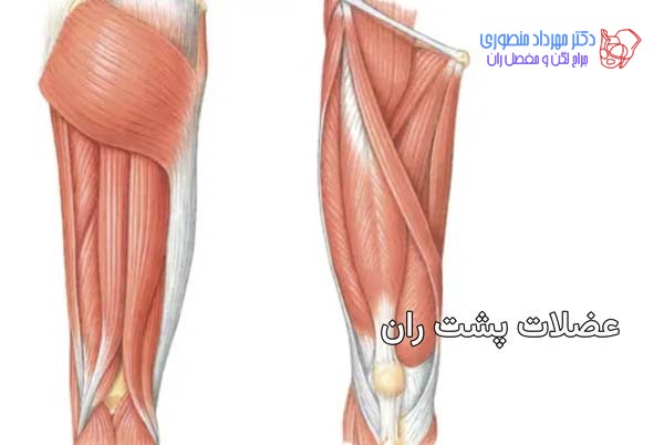 آناتومی عضلات پشت ران