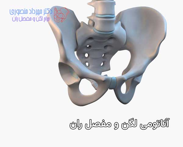 آناتومی لگن و مفصل ران