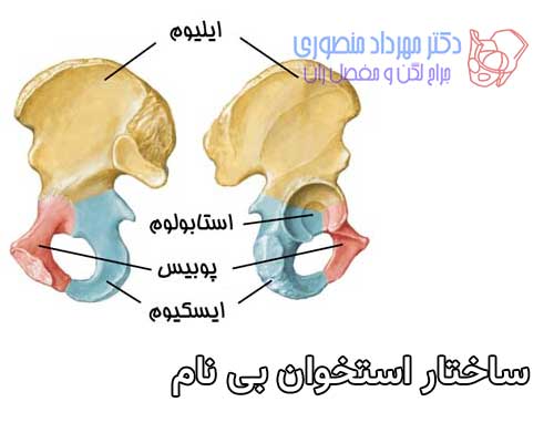 هر استخوان بی نام از سه استخوان ایلیوم و ایسکیوم و پوبیس درست شده است