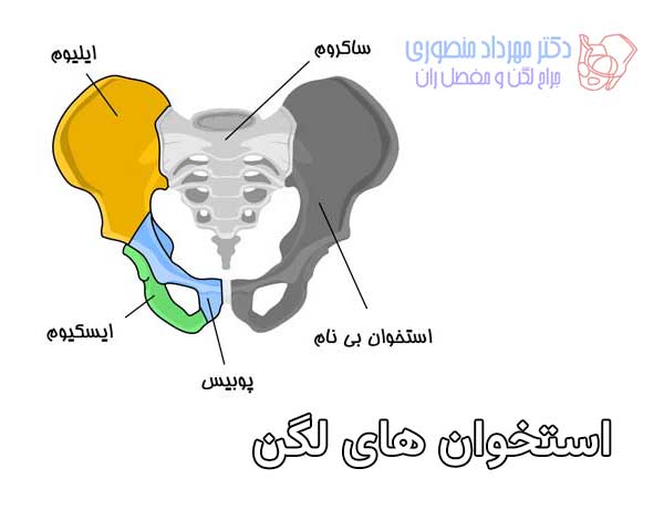 استخوان های لگن. لگن از دو استخوان بی نام و یک ساکروم درست شده است