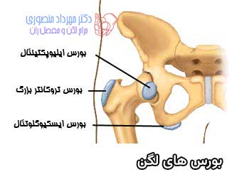 بورس های لگن در چه قسمت هایی قرار دارند