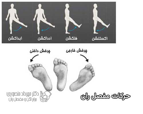 حرکات اصلی مفصل ران کدامند
