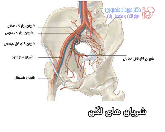 آناتومی شریان های لگن