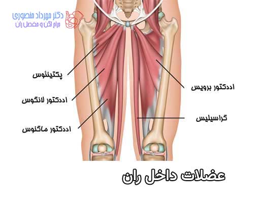 آناتومی عضلات داخل ران