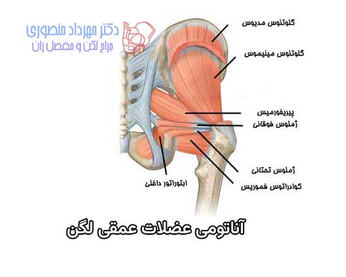 آناتومی عضلات عمقی لگن