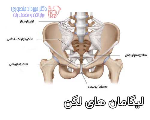 آناتومی لیگامان های لگن