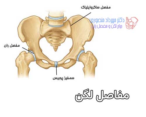 سه مفصل اصلی لگن