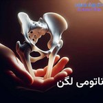 بررسی جامع آناتومی لگن خاصره
