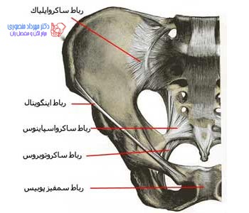 آناتومی لگن و مفصل ران، تفاوت آناتومی لگن زن و لگن مرد 35 عکس آناتومی لگن. رباط های لگن