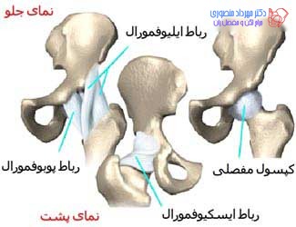 آناتومی لگن و مفصل ران، تفاوت آناتومی لگن زن و لگن مرد 40 عکس آناتومی لگن. رباط های مفصل ران