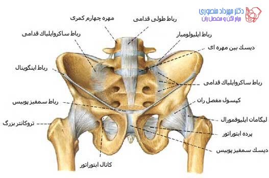 آناتومی لگن و مفصل ران، تفاوت آناتومی لگن زن و لگن مرد 37 عکس آناتومی لگن. رباط و لیگامان های لگن چگونه است