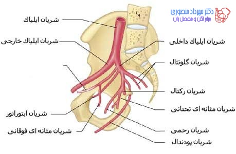آناتومی لگن و مفصل ران، تفاوت آناتومی لگن زن و لگن مرد 43 عکس آناتومی لگن. آناتومی شریان های لگن