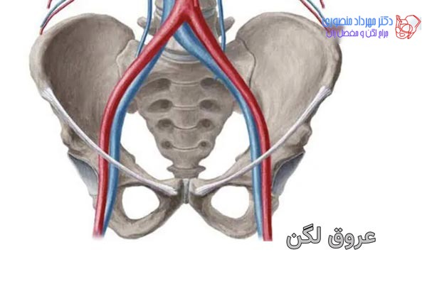 آناتومی لگن و مفصل ران، تفاوت آناتومی لگن زن و لگن مرد 41 عکس آناتومی لگن. عروق لگن