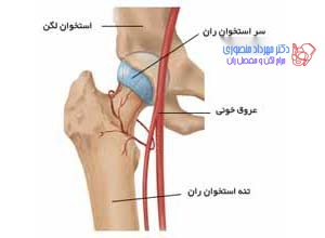 آناتومی لگن و مفصل ران، تفاوت آناتومی لگن زن و لگن مرد 44 عکس آناتومی لگن. عروق مفصل ران یا هیپ