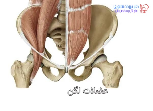 آناتومی لگن و مفصل ران، تفاوت آناتومی لگن زن و لگن مرد 22 عکس آناتومی عضلات لگن