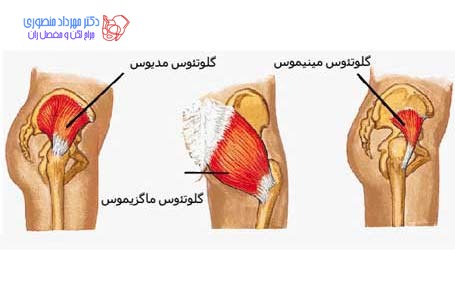 آناتومی لگن و مفصل ران، تفاوت آناتومی لگن زن و لگن مرد 23 عکس آناتومی عضلات لگن. عضلات گلوتئوس باسن در لگن