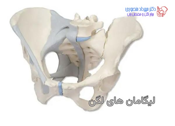 آناتومی لگن و مفصل ران، تفاوت آناتومی لگن زن و لگن مرد 33 عکس آناتومی لگن. آناتومی لیگامان های لگن چگونه است