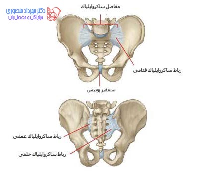آناتومی لگن و مفصل ران، تفاوت آناتومی لگن زن و لگن مرد 36 عکس آناتومی لگن. لیگامان های لگن