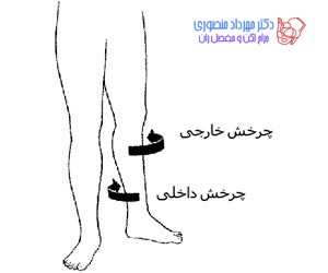 آناتومی لگن و مفصل ران، تفاوت آناتومی لگن زن و لگن مرد 57 عکس آناتومی لگن. چرخش مفصل ران به داخل و خارج