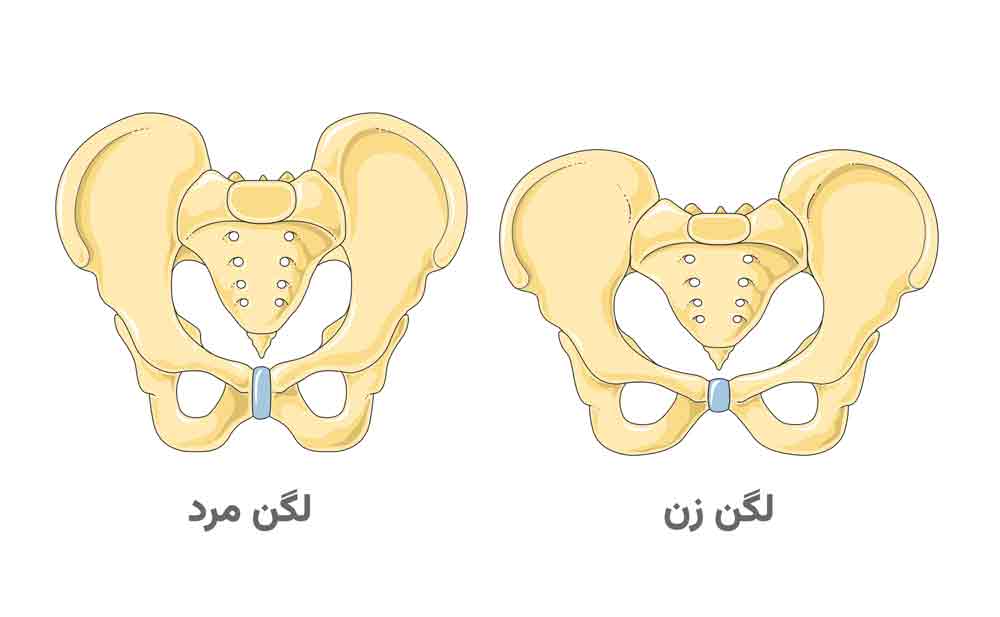 آناتومی لگن و مفصل ران، تفاوت آناتومی لگن زن و لگن مرد 49 عکس مقایسه لگن زن و لگن مرد از نمای جلو با تفاوت زاویه زیر عانه و شکل ورودی لگن