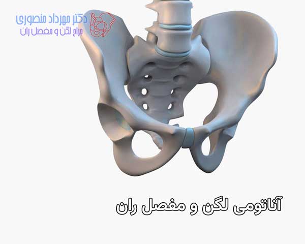 آناتومی لگن و مفصل ران، تفاوت آناتومی لگن زن و لگن مرد 2 آناتومی لگن و مفصل ران