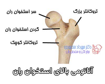آناتومی لگن و مفصل ران، تفاوت آناتومی لگن زن و لگن مرد 10 آناتومی بالای استخوان ران