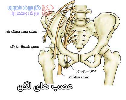 آناتومی لگن و مفصل ران، تفاوت آناتومی لگن زن و لگن مرد 45 آناتومی اعصاب لگن