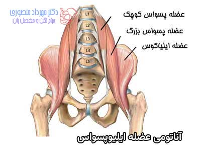 آناتومی لگن و مفصل ران، تفاوت آناتومی لگن زن و لگن مرد 30 آناتومی عضله ایلیوپسواس